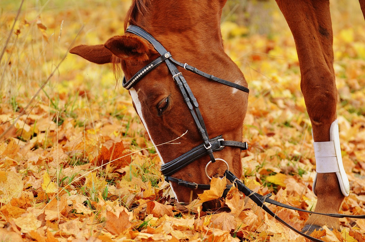 Equipements Indispensables pour l'équitation - monter à cheval